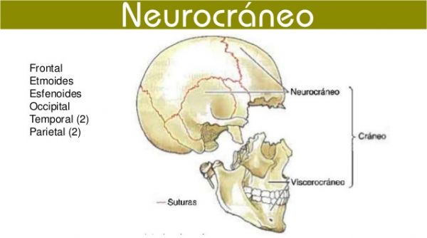 NeurocreaneoAulaFacil