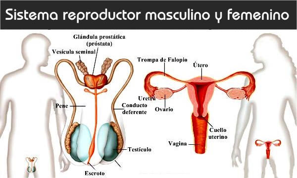 Sistema aparato reproductor masculino femenino AulaFacil