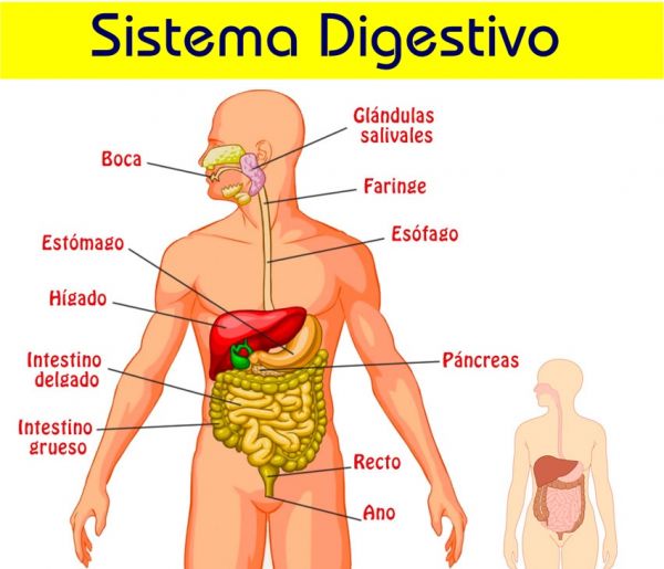 SistemaDigestivo AulaFacil SistemaDigestivo AulaFacil