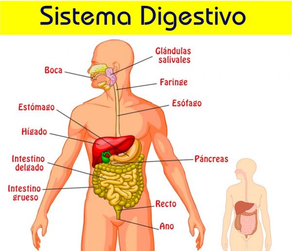 SistemaDigestivo AulaFacil