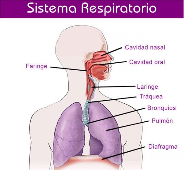 SistemaRespiratorio AulaFacil