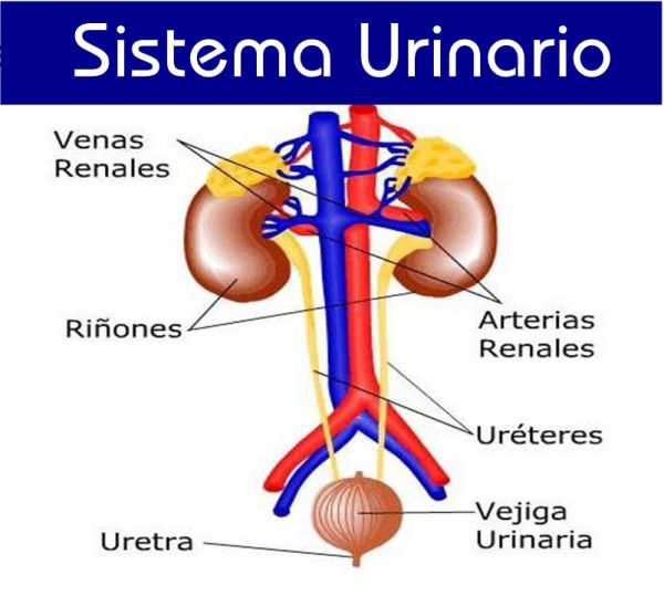 SistemaUrinario AulaFacil