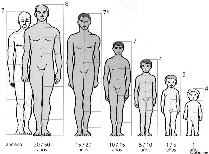 ????▷【 Anatomía y proporción de la figura humana - Educación plástica y  visual (4º ESO) 】