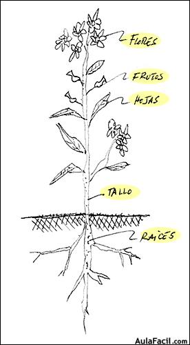 vegetacion01