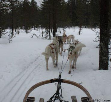 perros tirando del trineo