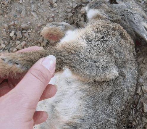 Que hacer cuando encontramos un conejo muerto