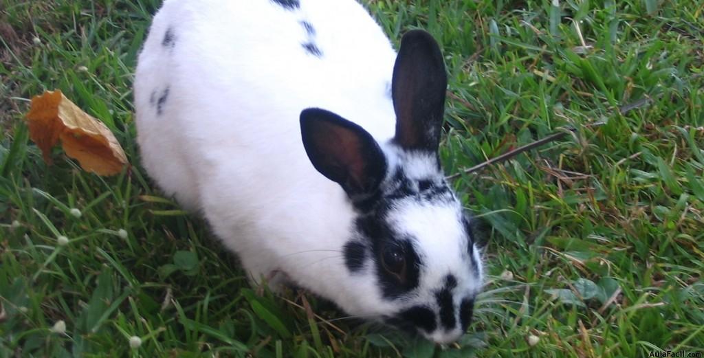 Terrenos de siembra para los conejos