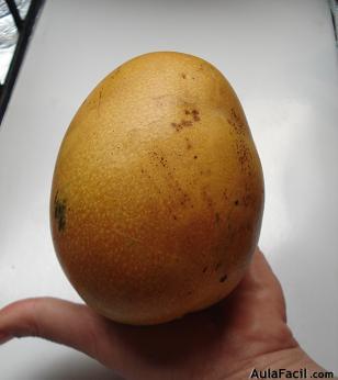 Mango Mediano