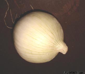 Cebolla Mediana