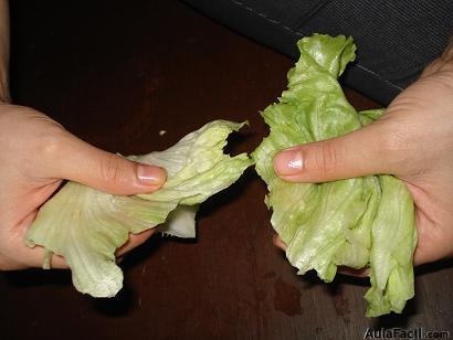 hojas de lechuga