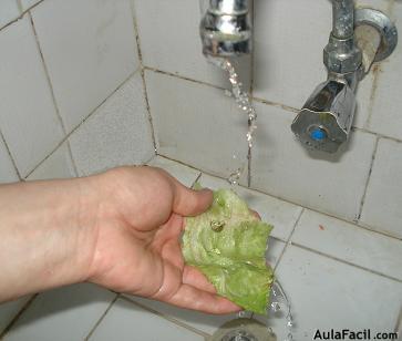 hojas de lechuga