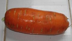  Zanahorias