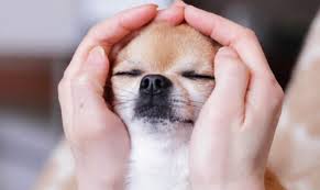 reiki mascotas