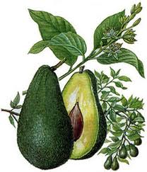 aguacate