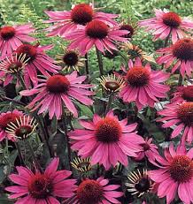 echinacea